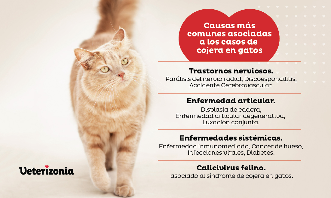 Qué hacer si mi gato tiene dificultades para moverse o cojea